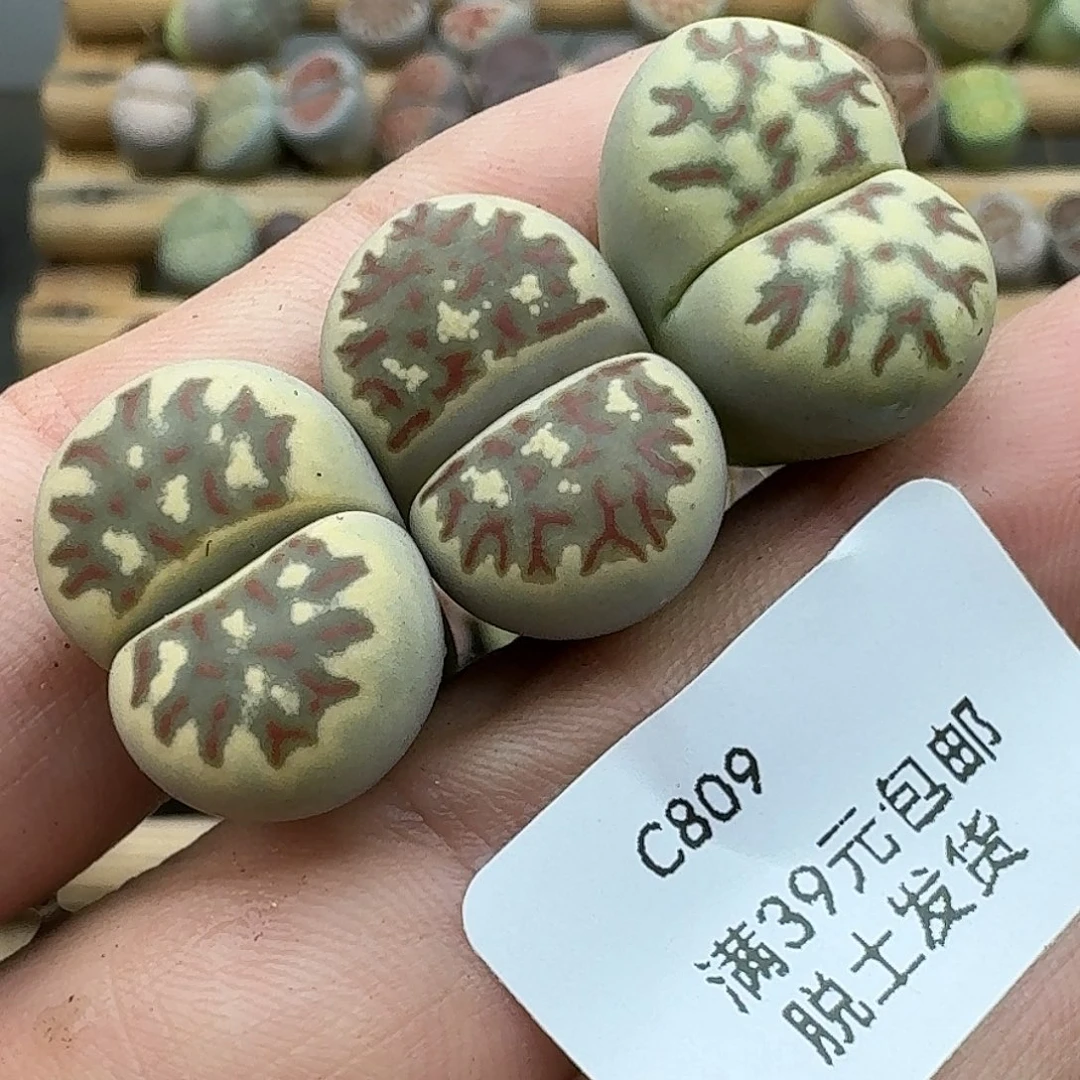 809多肉哈哈哈哈哈哈哈