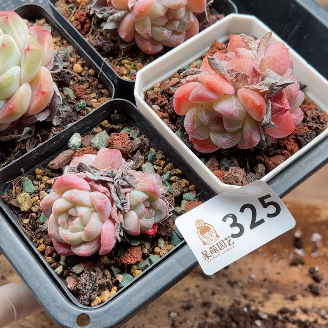 多肉植物多肉植物