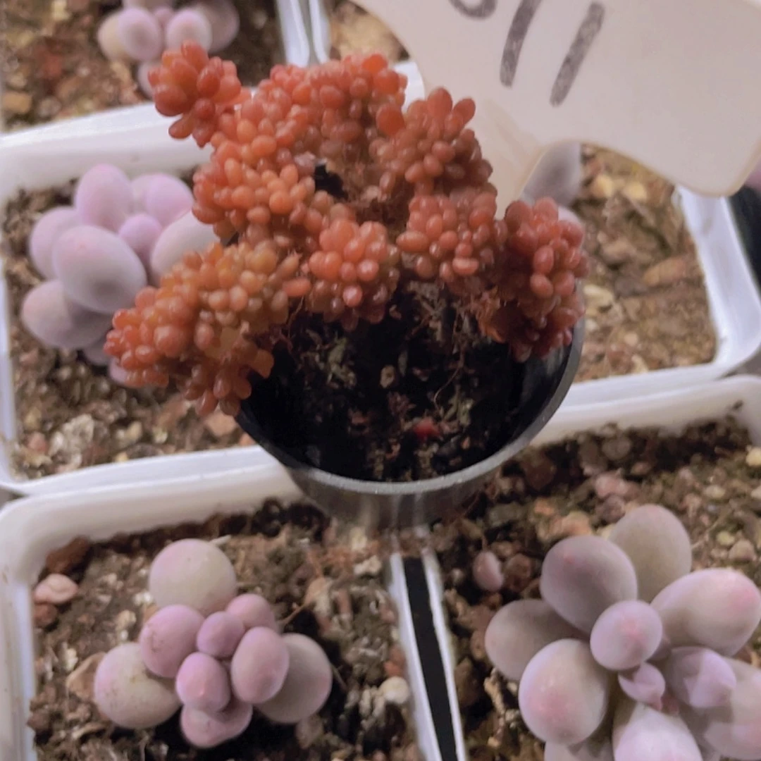 茗*浆果缀w011一物一拍