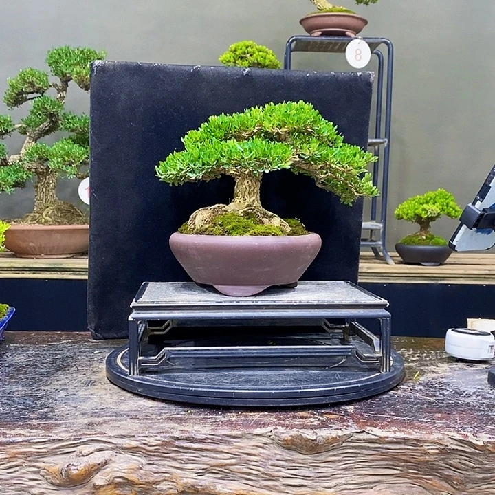 无花朵黄杨盆景四季常青