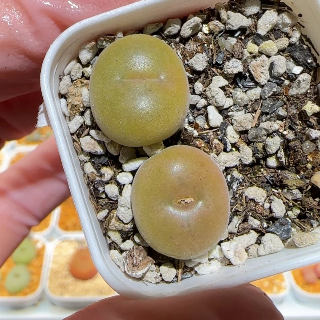 肉锥多肉植物百科-空卡佛76