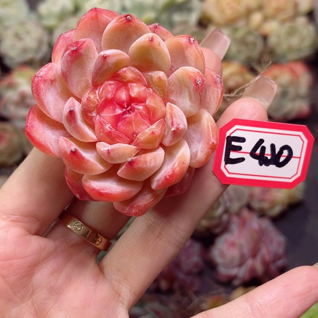 E420吉祥花火一物一拍