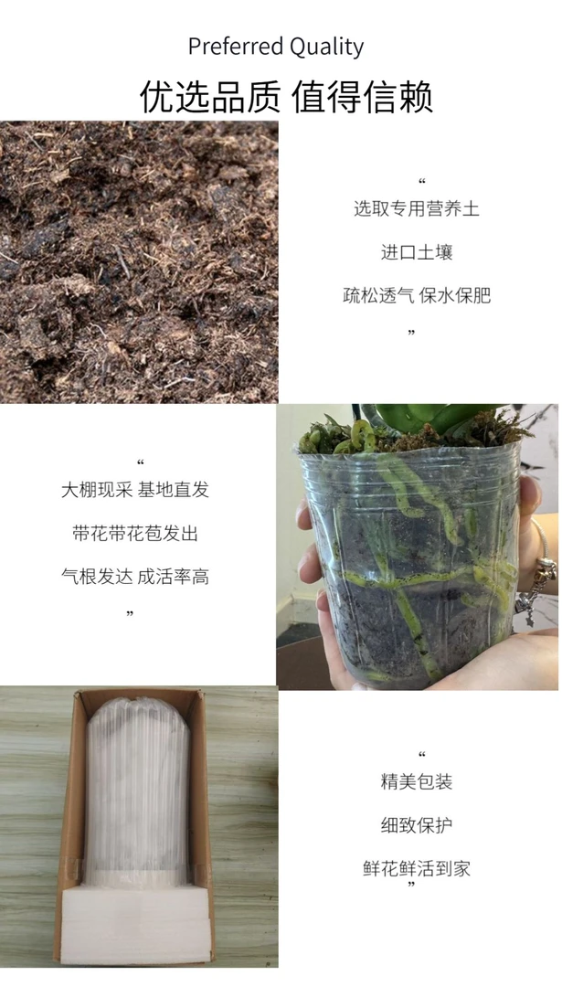 【白天鹅】-梦茜儿的花坊-优选养活送礼卧室耐养绿植带花带花苞