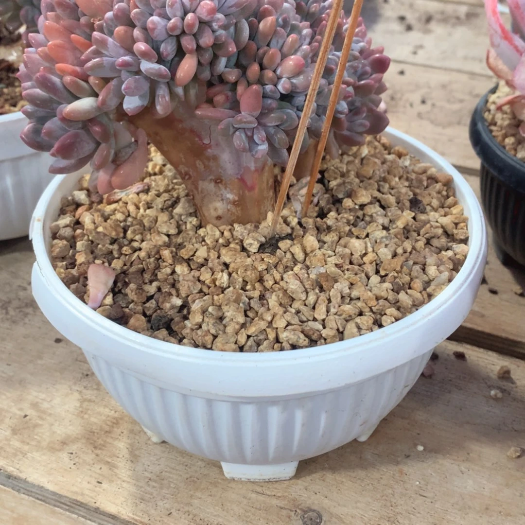 多肉植物灯美人缀48