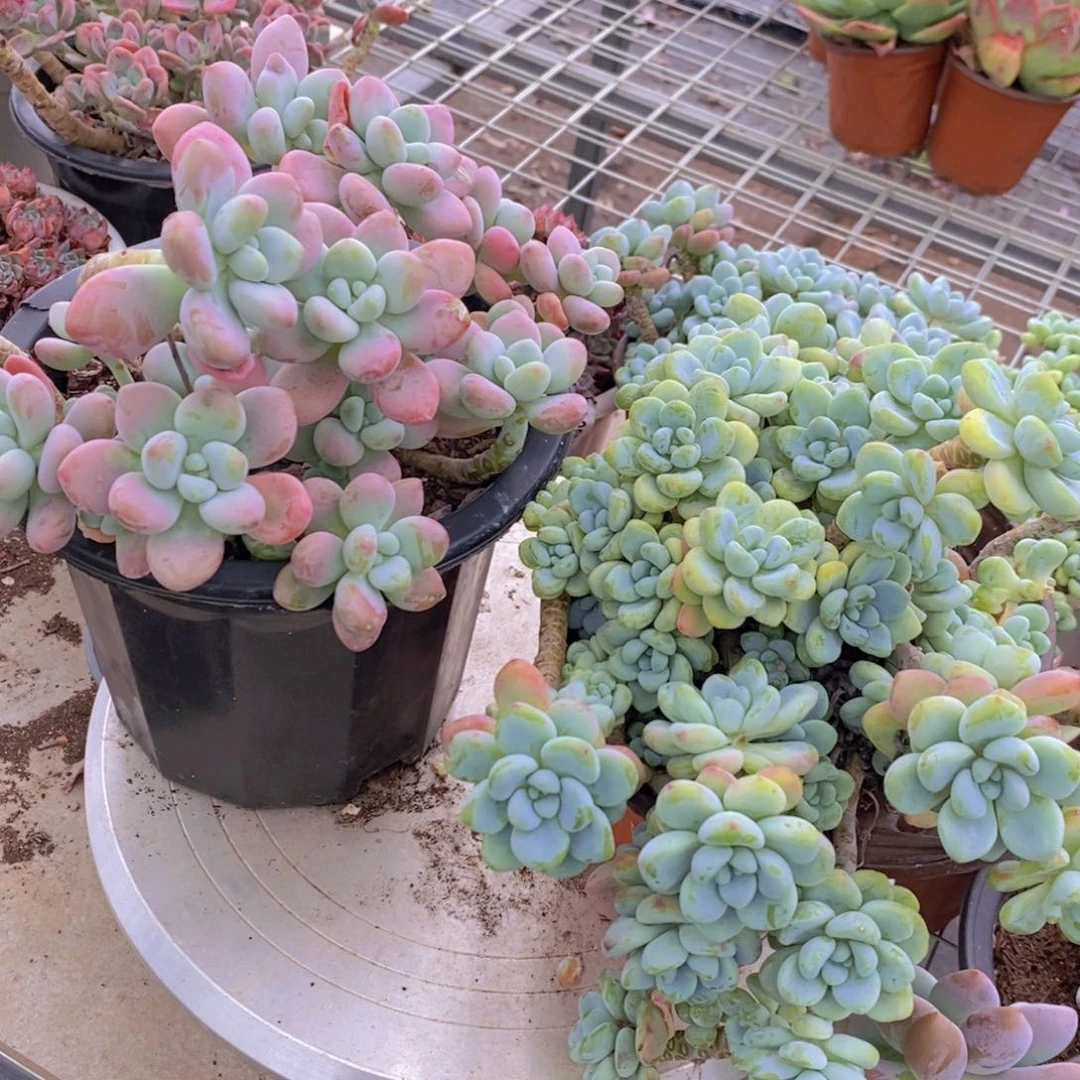 香香劳尔➕樱花洛神 各一盆
