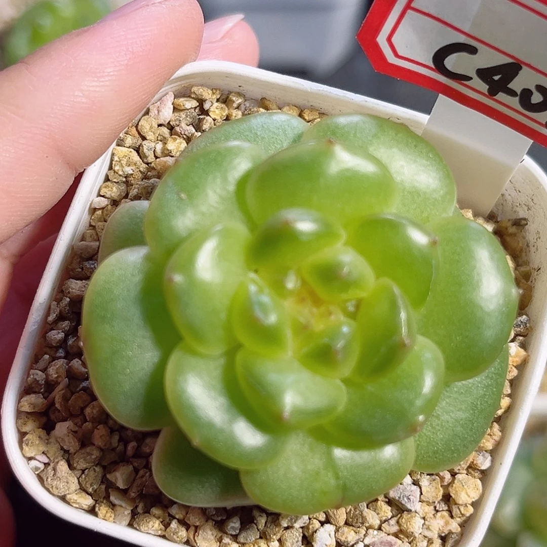 C401 一物一拍 珍妮精选