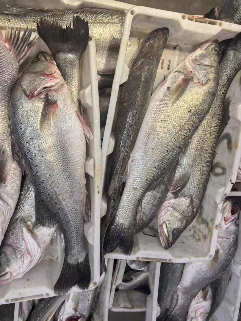 野生大海鲈鱼  【直播间现称】 顺丰到家