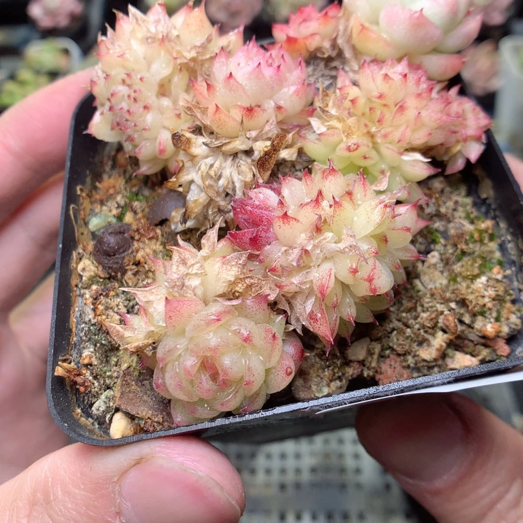 E59y y y y y y y