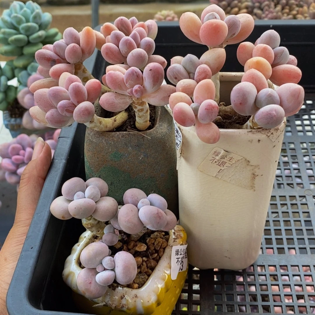 草****555.303.375香水手指3颗