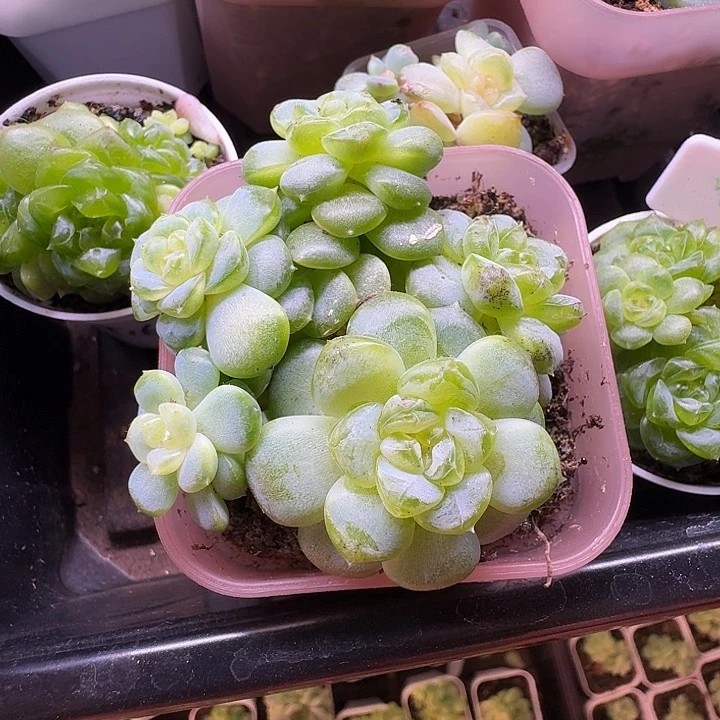 飘枝甜心开播福利