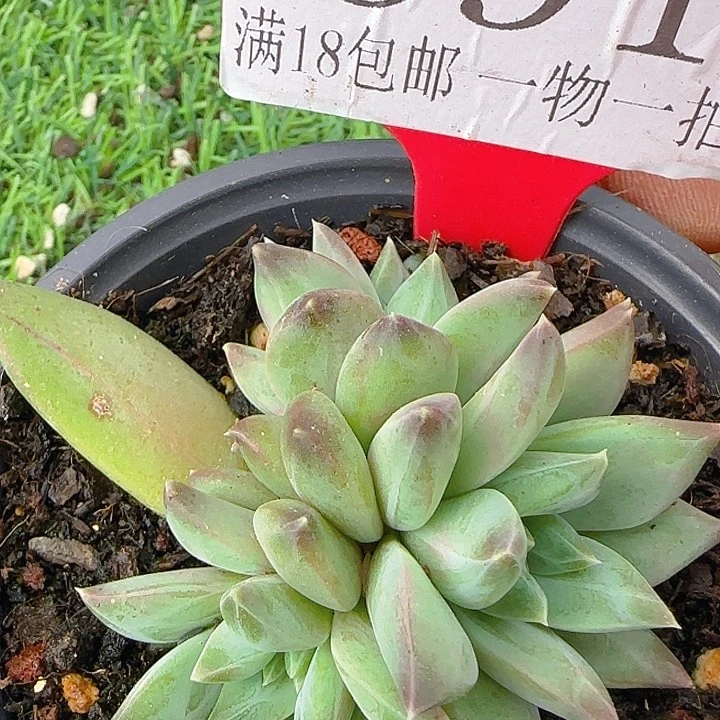 691多肉植物一物一拍