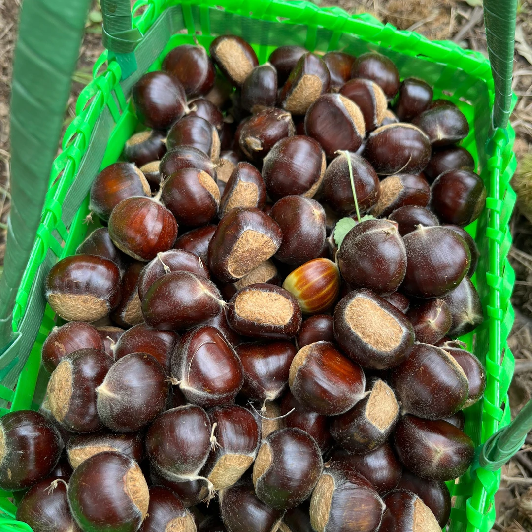 生板栗青龙板栗正宗新鲜燕山山脉板栗秦皇岛青龙特产栗子青龙油栗