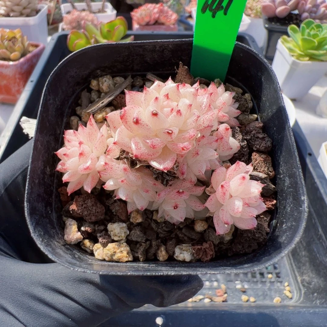 141 星宝精品多肉