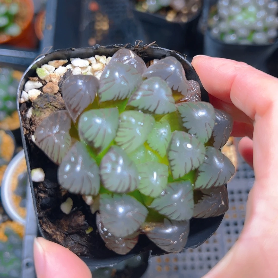 佳****紫姬玉露多肉多肉