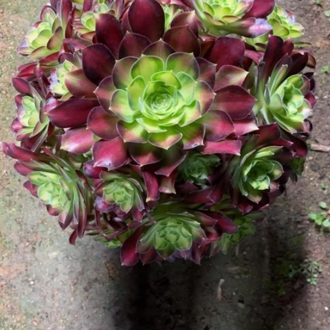 多肉植物韶华锦，