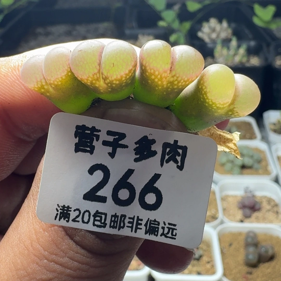 红宝石。