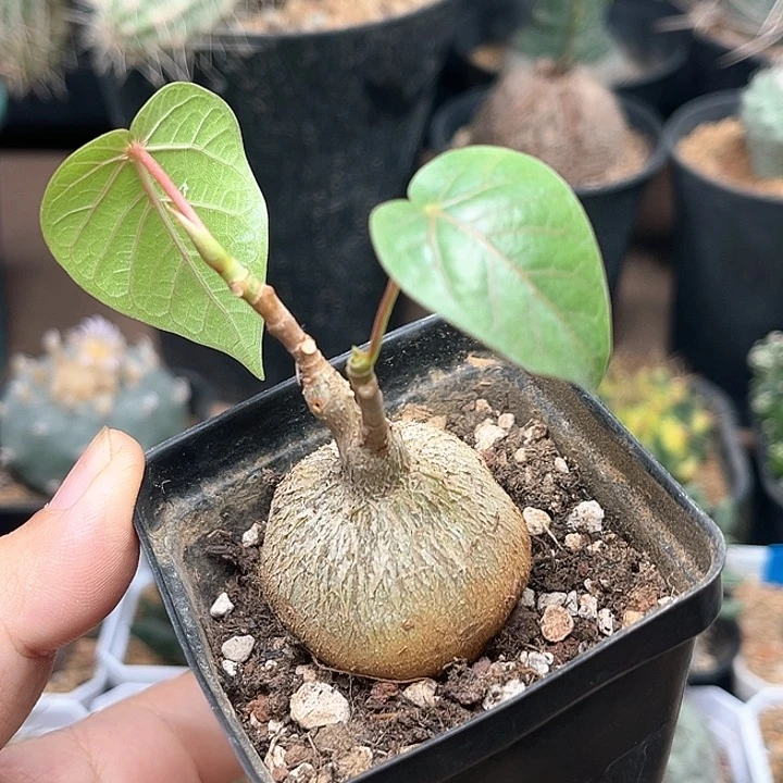 无花朵红脉榕块根一颗