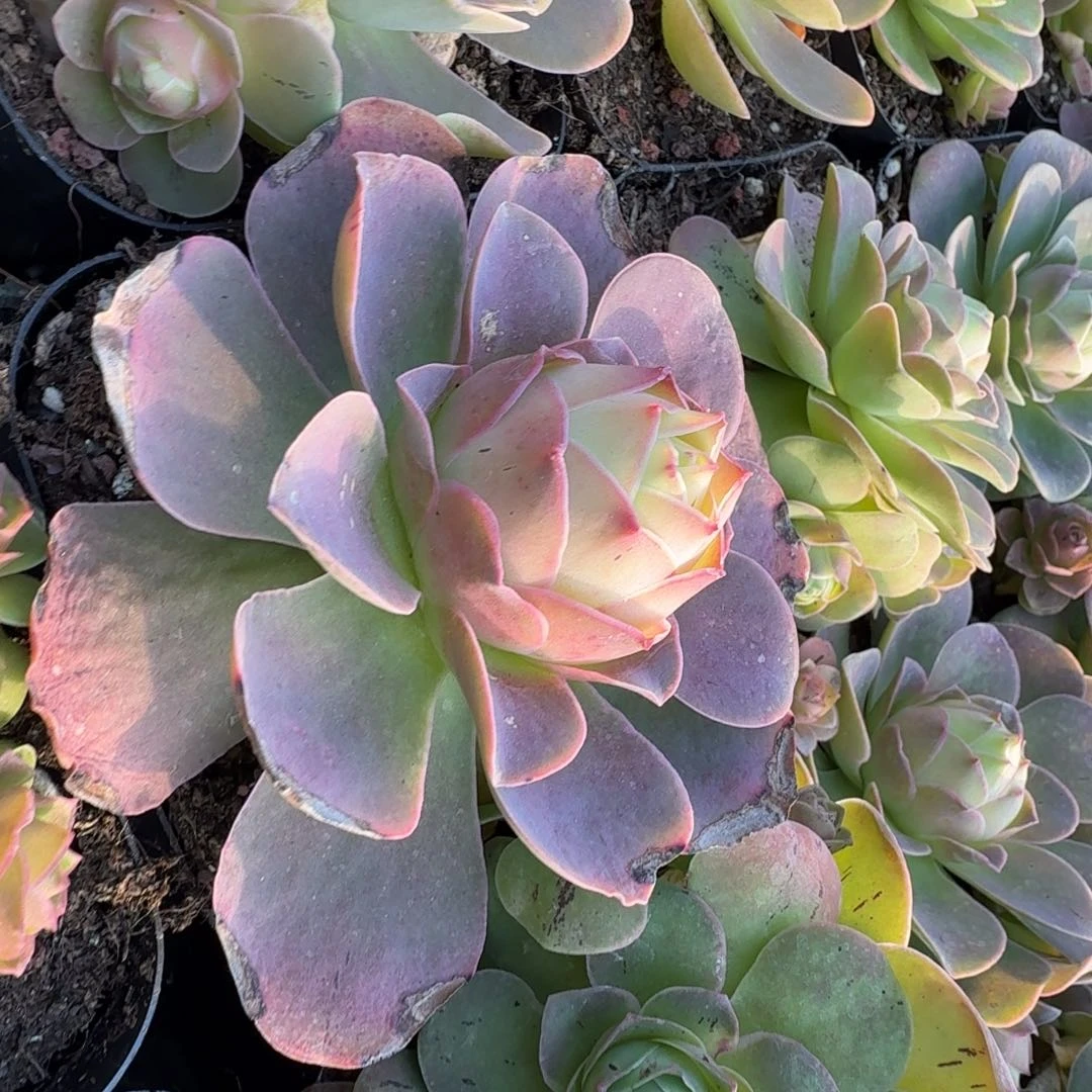 包子512山地玫瑰