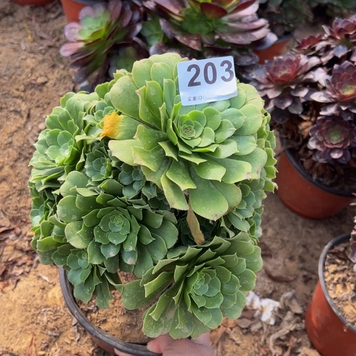 绿杨蓉多肉植物203