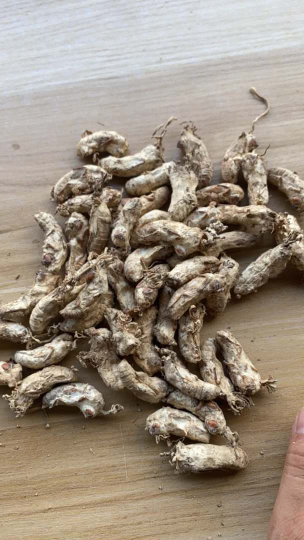 2025新货知了花，蝉枪，饱满（未开花）光头泡酒好物