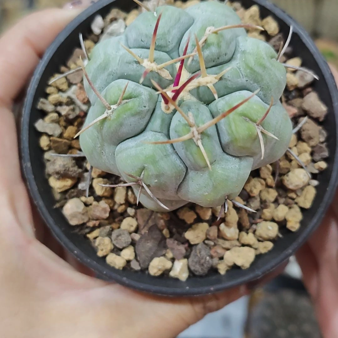 实生根白肌天晃仙人球