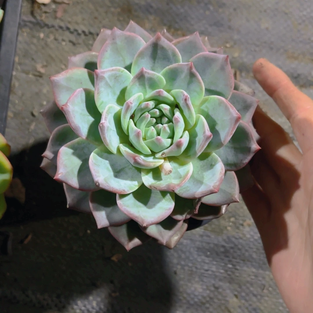 粉蓝鸟12cm新疆包邮