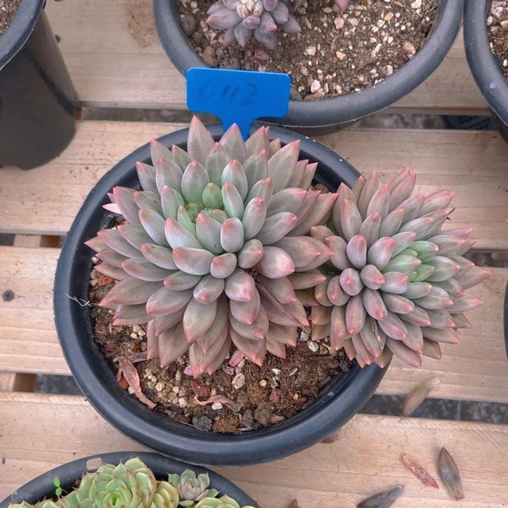 红蜻蜓多肉植物0112