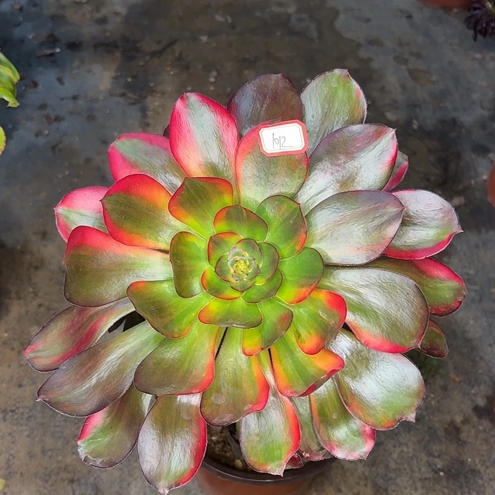 巫毒七彩妖1012多肉