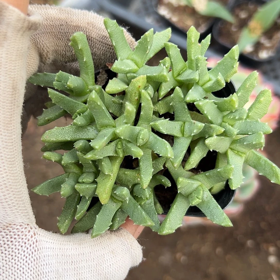 想我哦哦哦哦哦哦哦哦哦