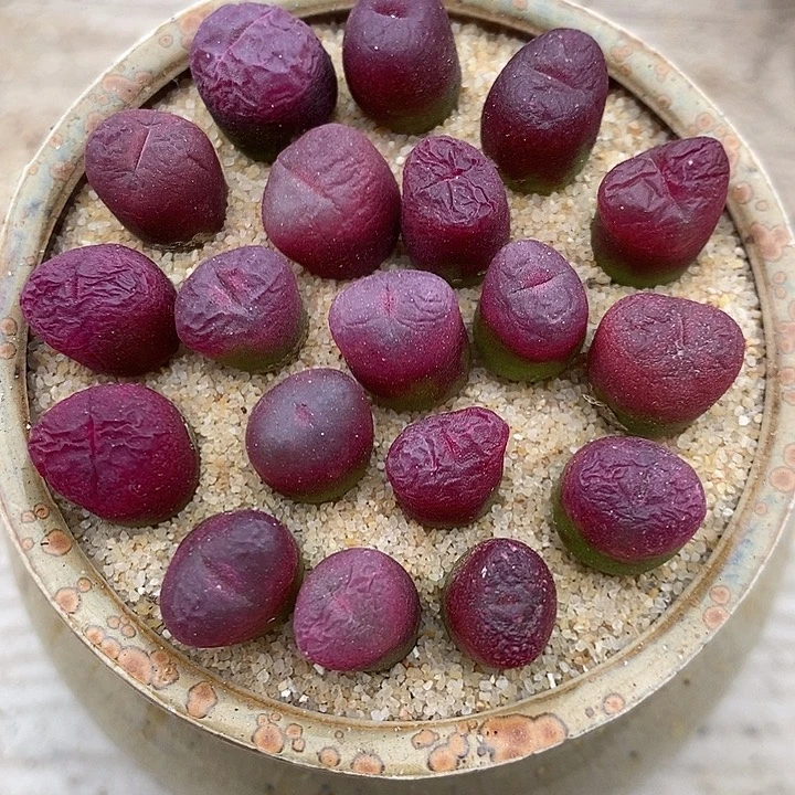 31125超毛一组。