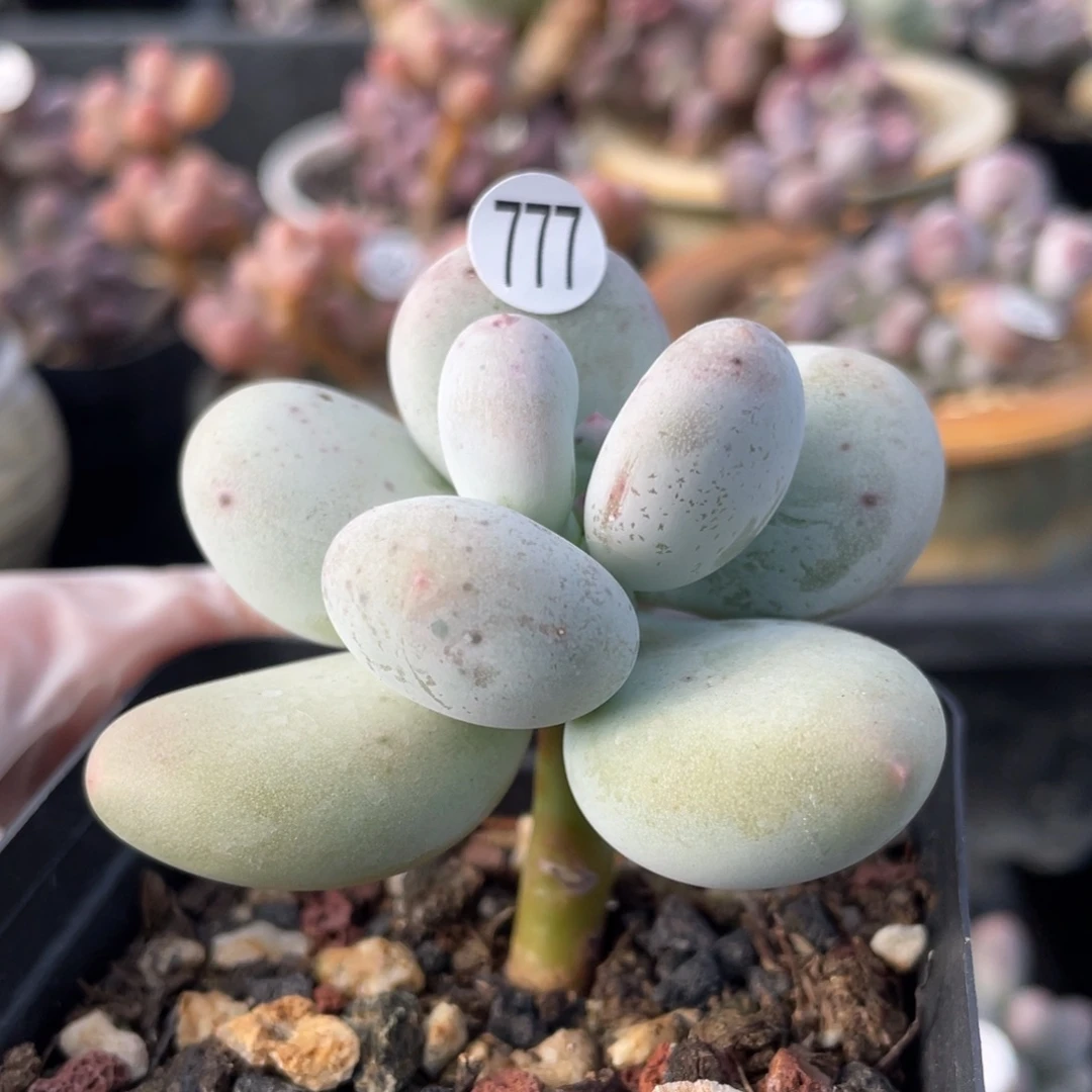 麦金大叶奶酪多肉植物