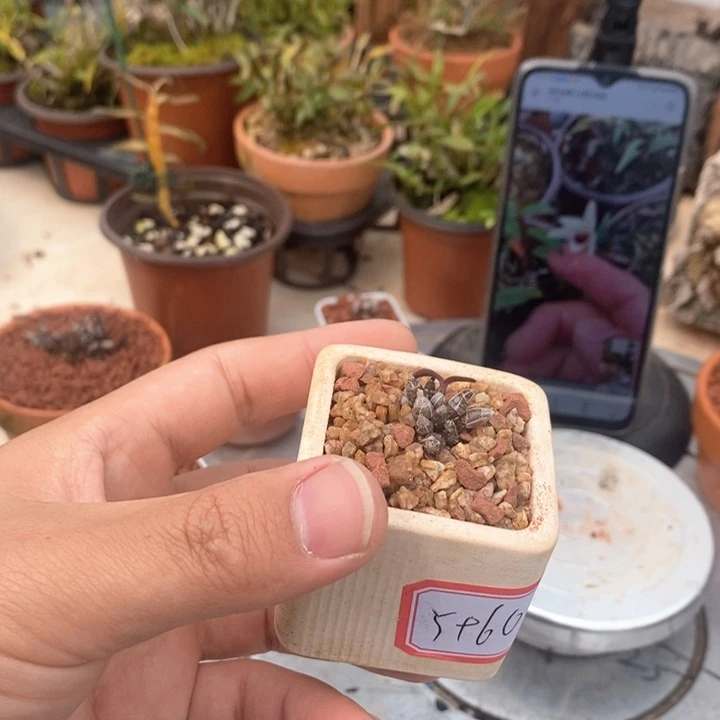 武****茶米铁1111111111