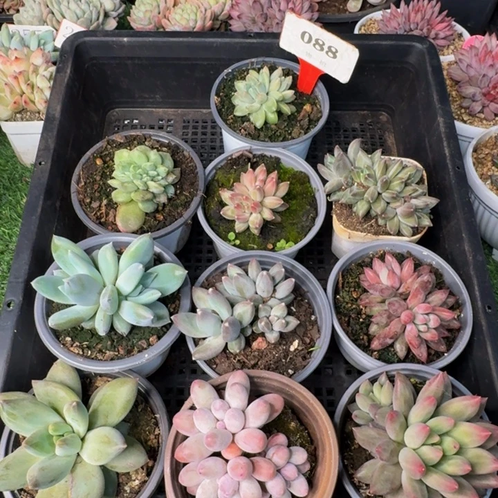 088多肉植物一物一拍