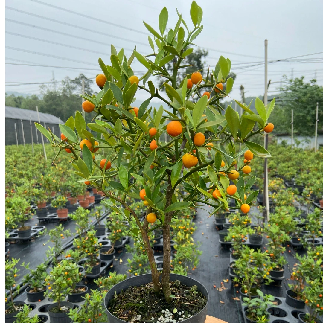 6福建豆盆景盆栽（视频序号标签一物一拍28.8）