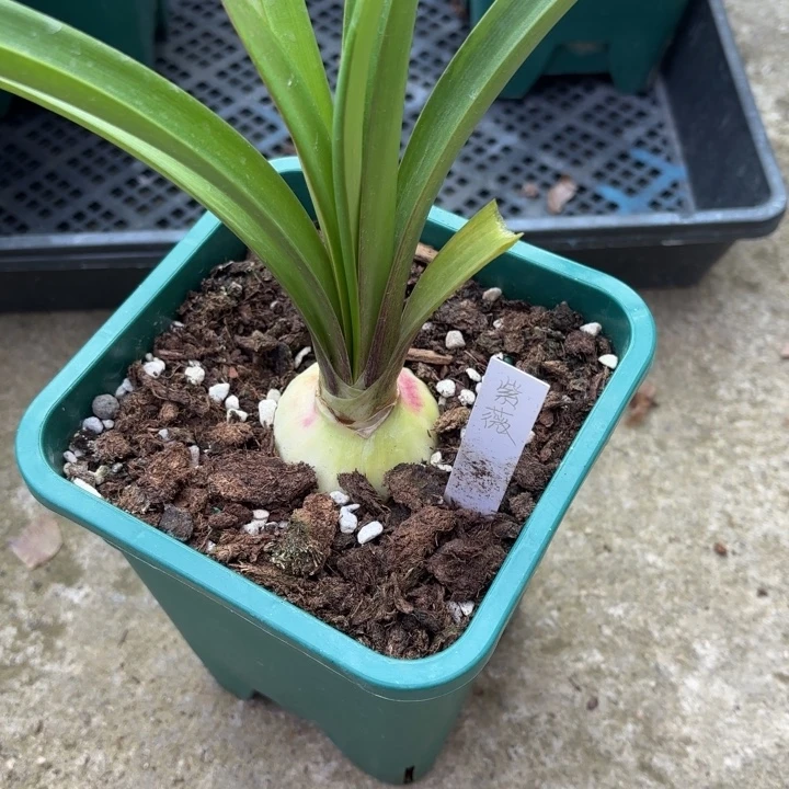 无花朵紫薇4.8厘米不带盆