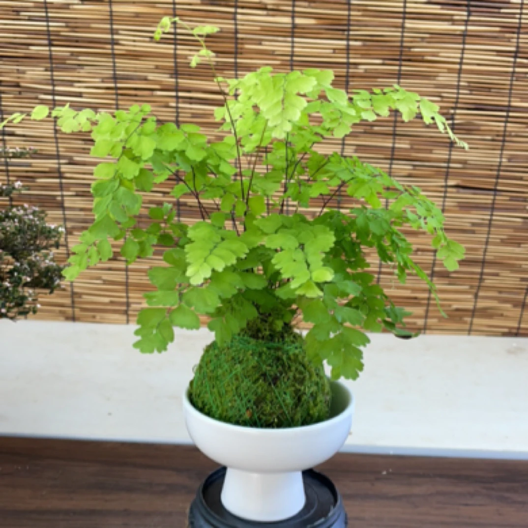 绿植花卉耐阴水培 铁线蕨盆栽铁丝草多年生常绿草本观叶绿植带土