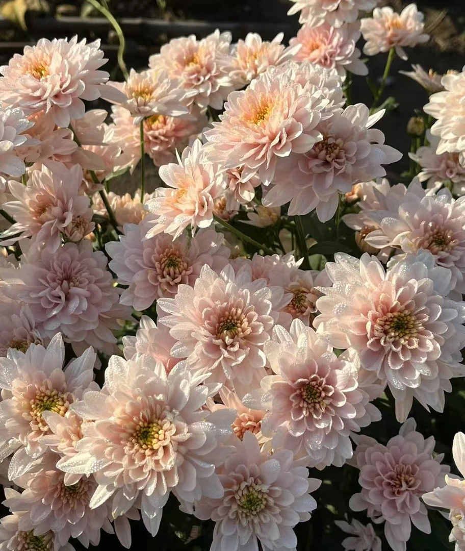 【顺丰发货】帕斯特拉雏菊鲜花1-4单一个运费自选品种