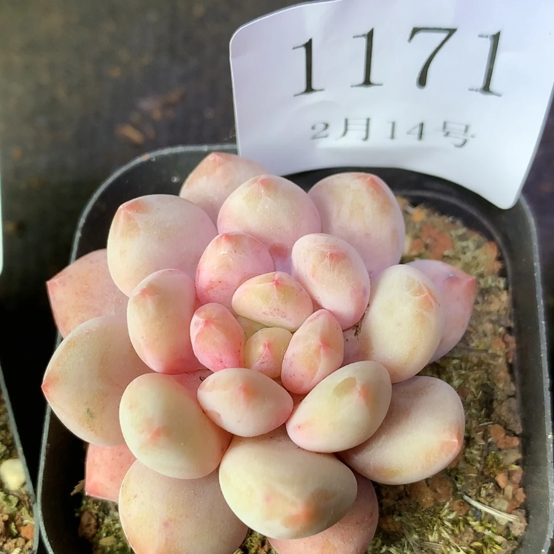 【闪购商品】云1171