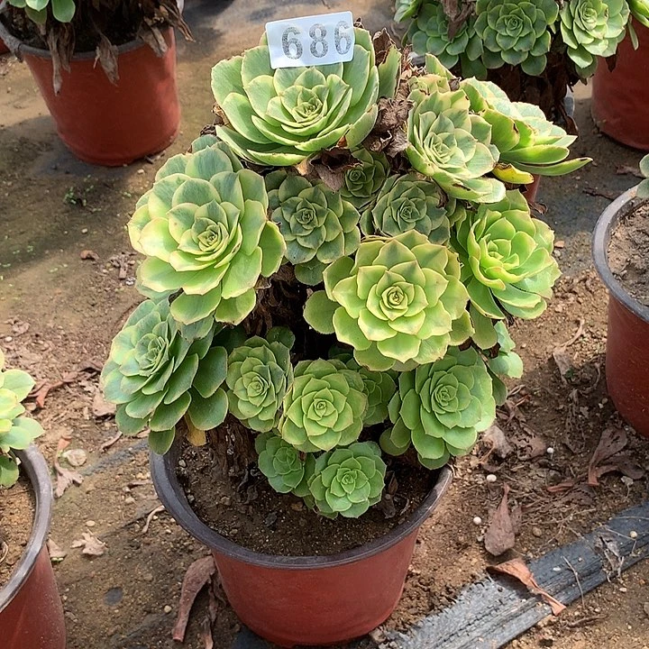 多肉植物金秋686号