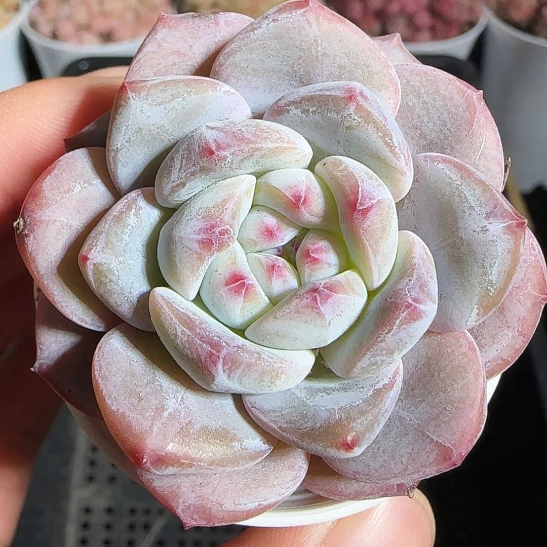 多肉1219-13石榴籽星影