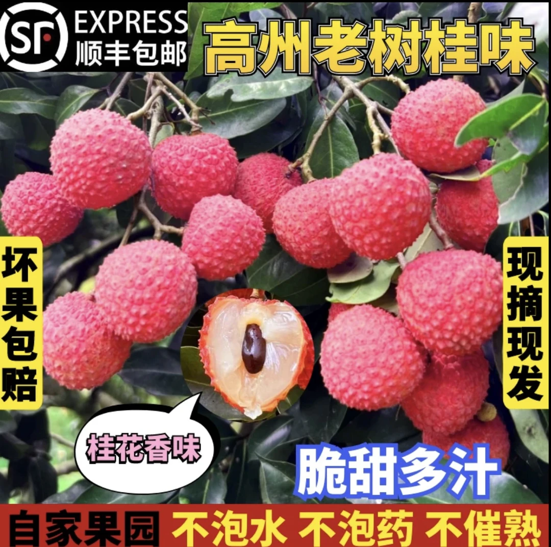 精选老树桂味荔枝新鲜当季现摘脆甜多汁带枝锁鲜冷链速运