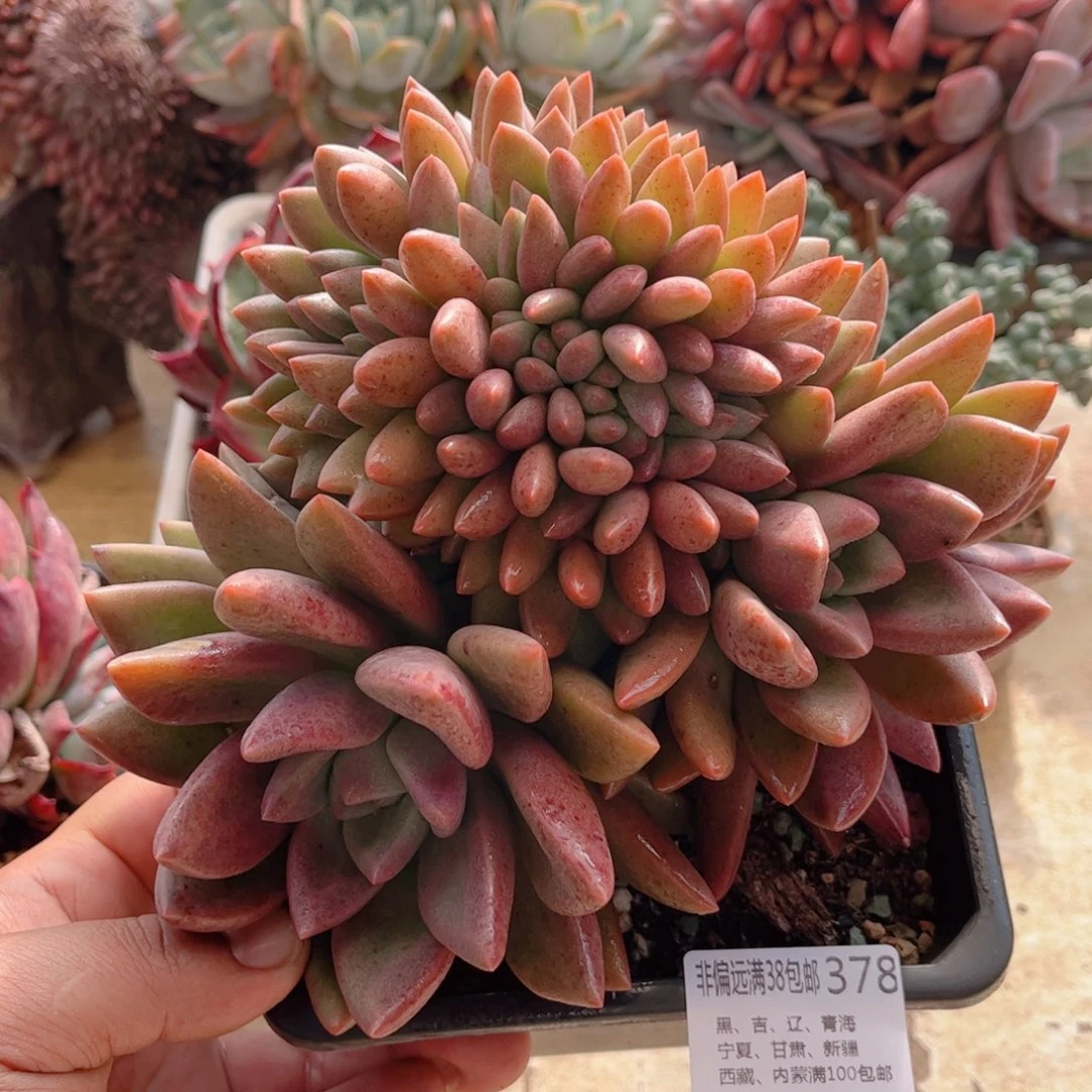 378桃花源缀德华多肉