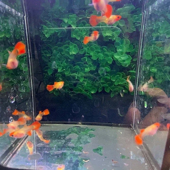 孔雀鱼深海蓝玻璃猫10条
