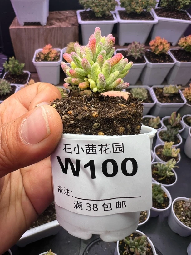多肉植物枝干番杏米粒锦