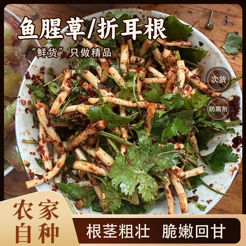 【根茎粗壮介意勿拍】现挖鱼腥草折耳根新鲜蔬菜 凉拌 炒腊肉煮水喝