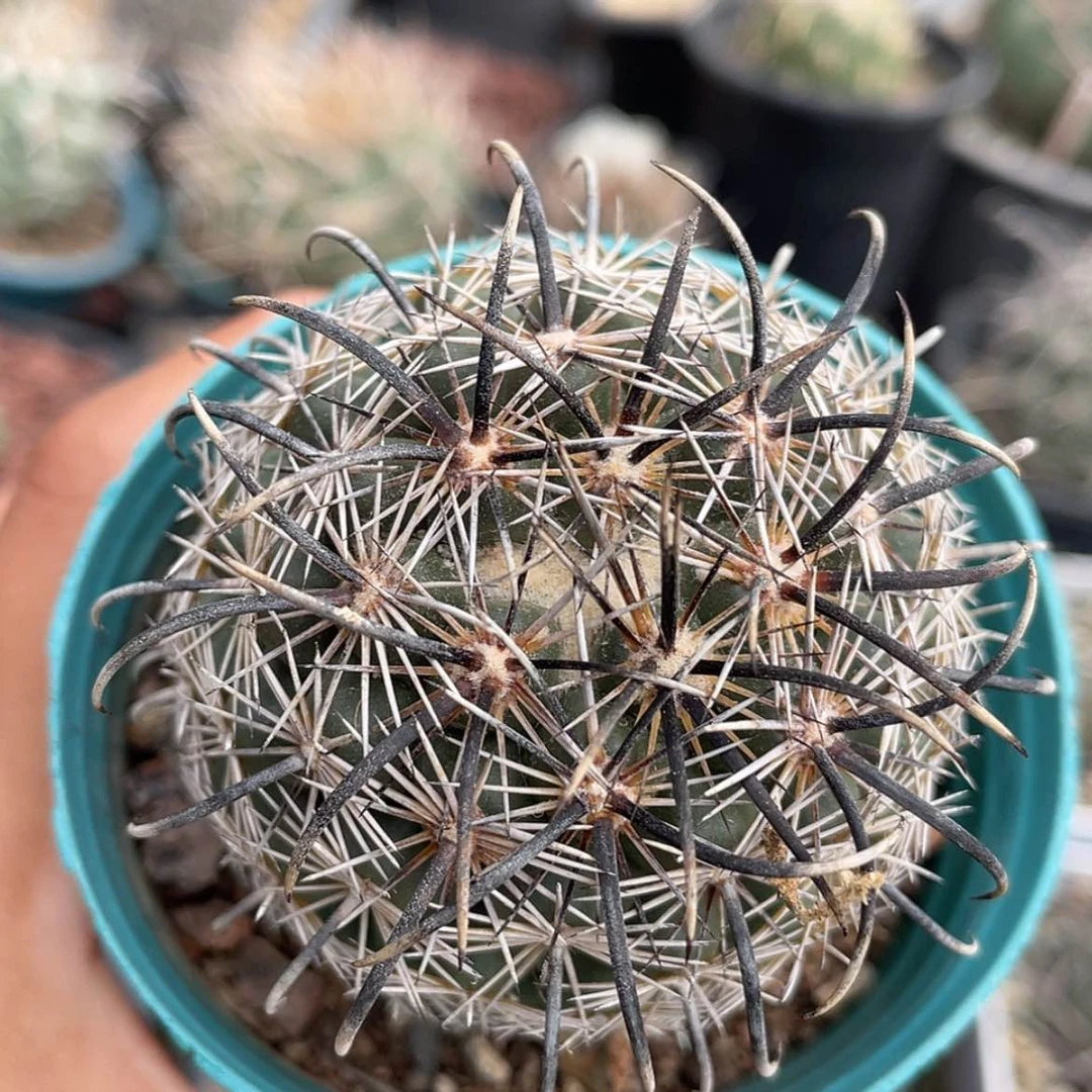 【闪购商品】凤舞养定根66666