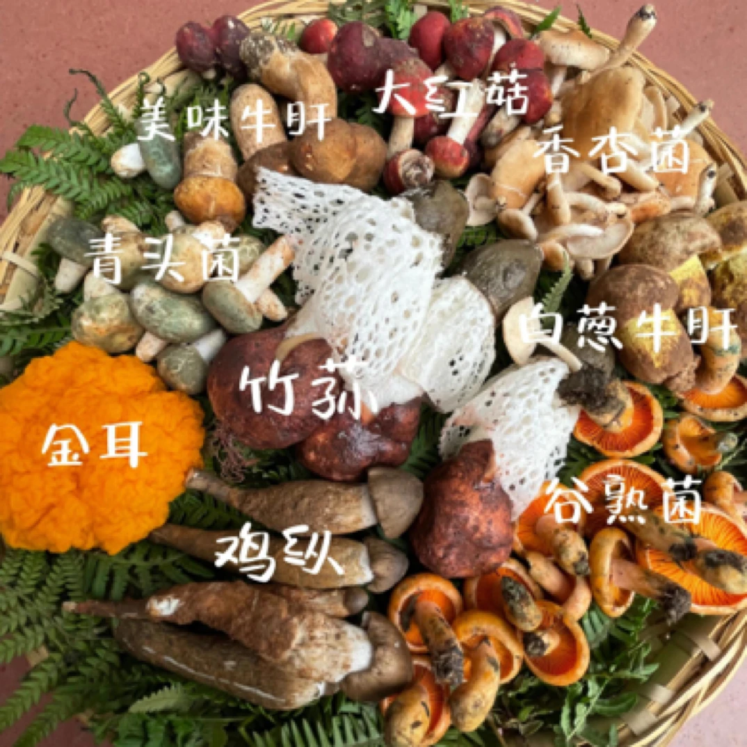 【野生菌组合装】云南新鲜野生菌组合装 炖汤炖火锅