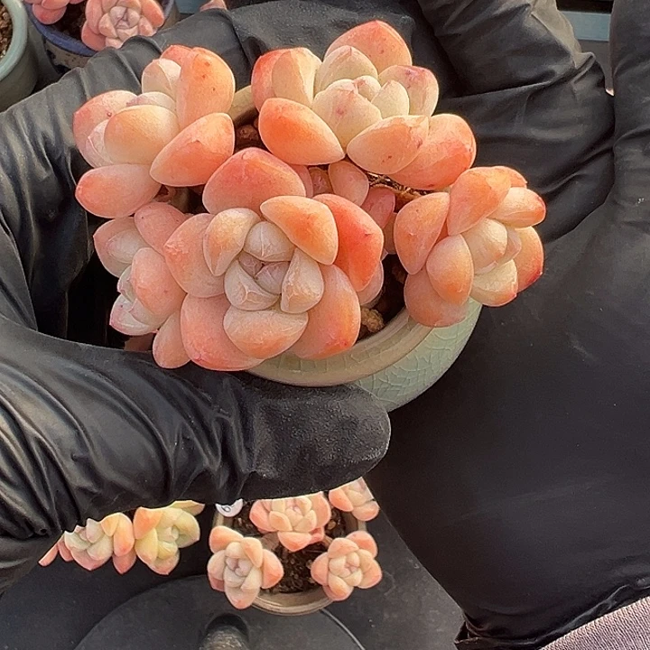 八头冰玉带盆发的