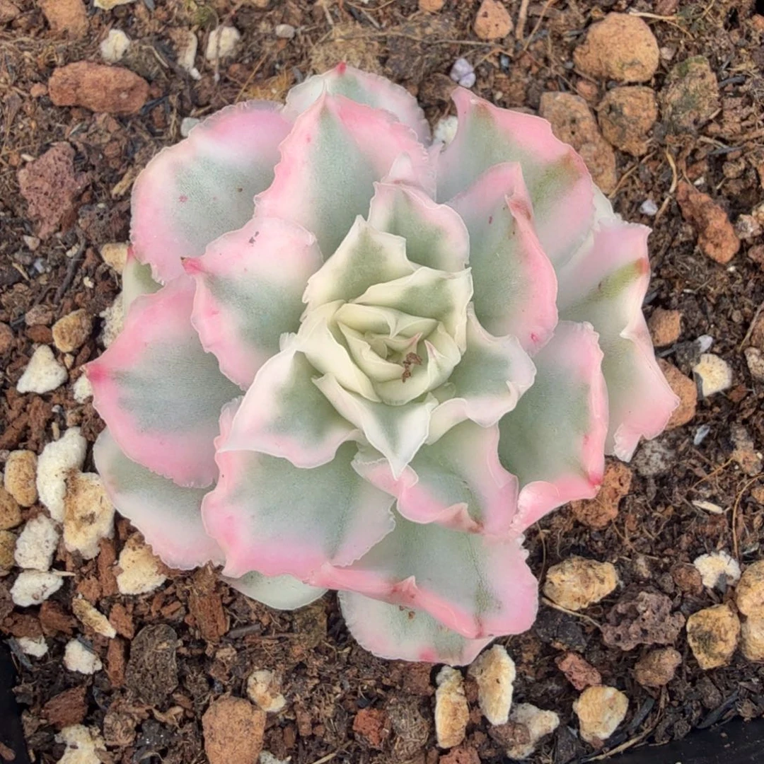 紫蝴蝶锦粉色腹轮锦