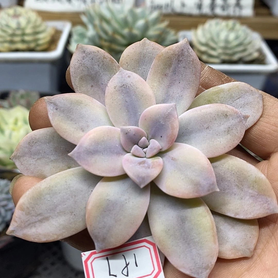 11197 华丽风车覆轮锦头盖